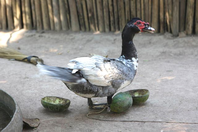 <p>Ducks were probably also kept like this in Amazon Basin during pre-Hispanic times</p>