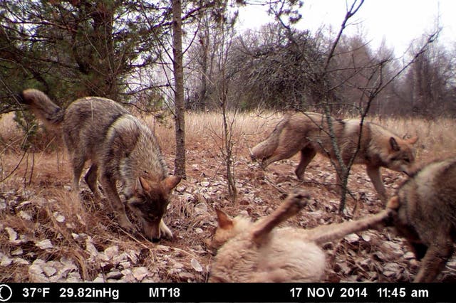 <p>Wolves visits a scent station in Chernobyl exclusion zone</p>