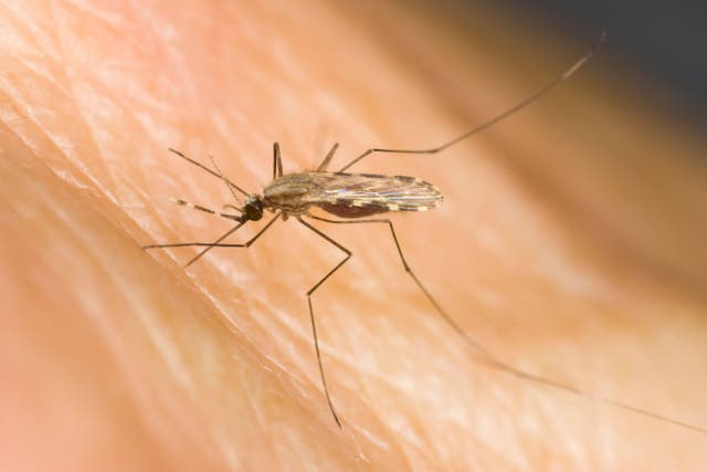 Five healthy people will be bitten by infected mosquitoes at a lab in the Netherlands (Alamy/PA)