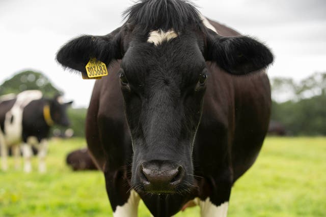 <p>Jesse Norman has described the Government’s plan for change as being like a ‘fat cow’ </p>