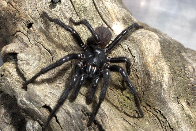 <p>The new funnel-web spider dubbed ‘Big Boy’ or Atrax christenseni</p>