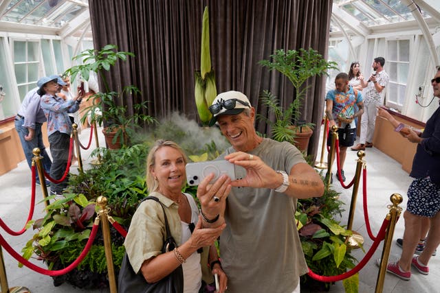 <p>Karen and Wayne McKay photograph themselves with an endangered "corpse flower" at the Royal Botanical Gardens in Sydney</p>