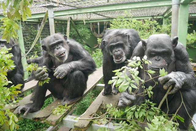 <p> Three chimpanzees sit in an enclosure at Kyoto’s Kumamoto Sanctuary, holding leafy branches. Japanese researchers said Monday that they are the first to describe a phenomenon researchers refer to as ‘contagious urinations’ in humans’ closest living relatives </p>
