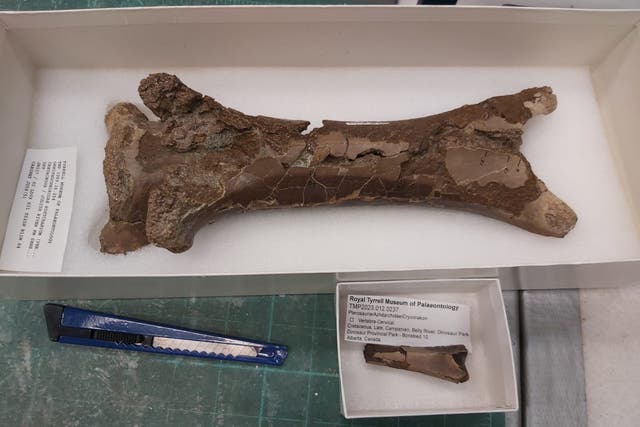 <p>Images show the juvenile vertebra in comparison to an adult-sized one, as well as the location in which the fossil was found - in Dinosaur Provincial Park, Alberta, Canada.</p>