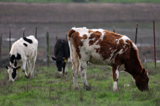 <p>Cows graze in a field last month in Petaluma, California. Hundreds of the nation’s dairy herds have been stricken with H5N1 bird flu. While health officials maintain that the risk to human health remains low, the Biden administration said Friday it would allocate more than $300 million for monitoring and preparedness efforts </p>