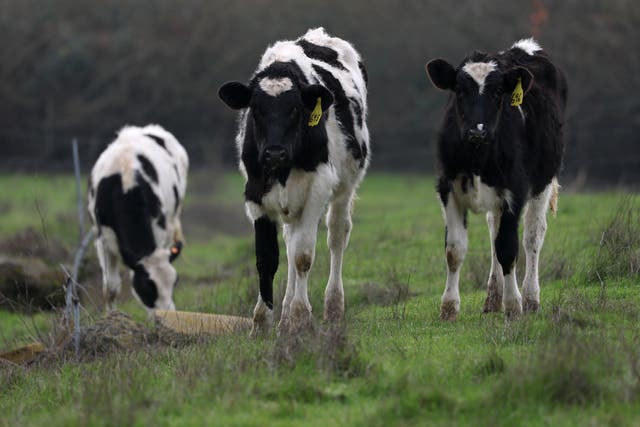 <p>Cows graze on a field in Petaluma, California, earlier this month. Nearly 700 of the state’s dairy herds have been infected with bird flu </p>
