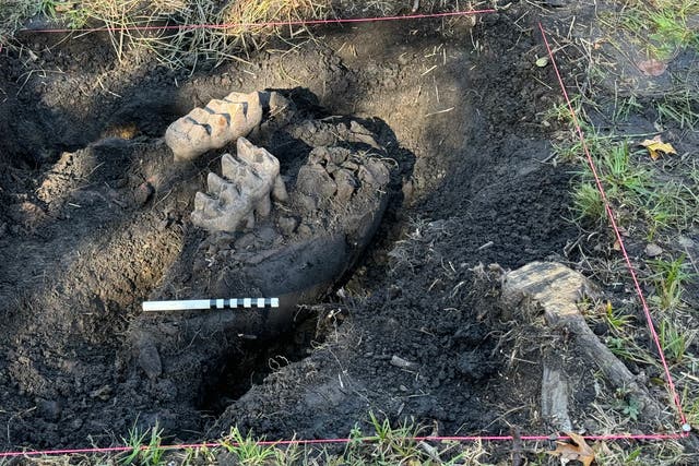 <p>The mastodon jaw pokes out of the ground in a New York backyard. The discovery is the first such finding in the state in 11 years </p>