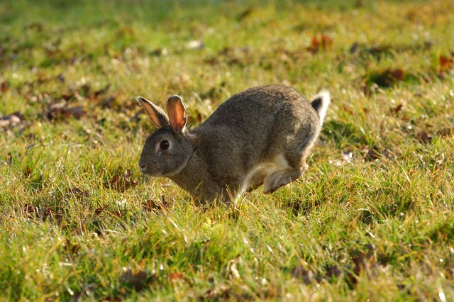 <p>A rabbit races across some grass. Cases of tularemia, the potentially serious bacterial infection also known as ‘rabbit fever,’ have increased in recent years across the country</p>