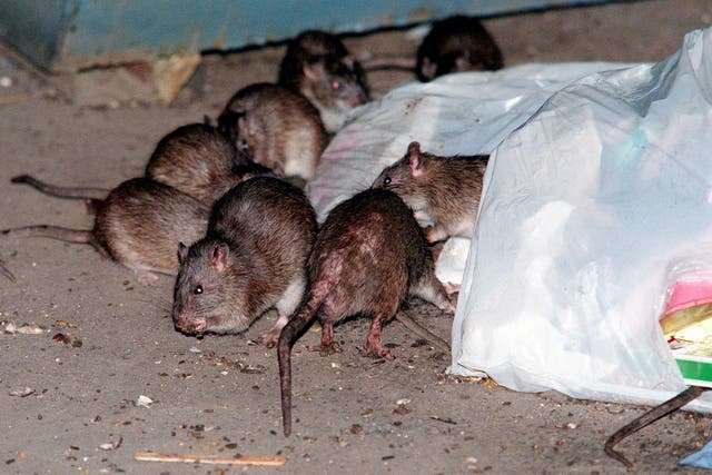 <p>Rats swarm around a bag of garbage near a dumpster in New York</p>