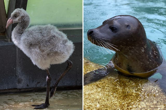 <p>A beloved seven-year-old harbor seal named “Slater” and a baby Chilean flamingo named “Teal” died last week from bird flu at a Chicago zoo </p>