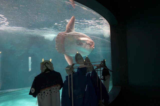 <p> Kaikyokan the sunfish swims near cardboard cutouts of people in uniforms</p>