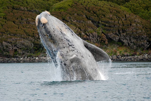 <p>Some whales are more than 100 years old, smashing previously estimated life expectancies, according to new research</p>