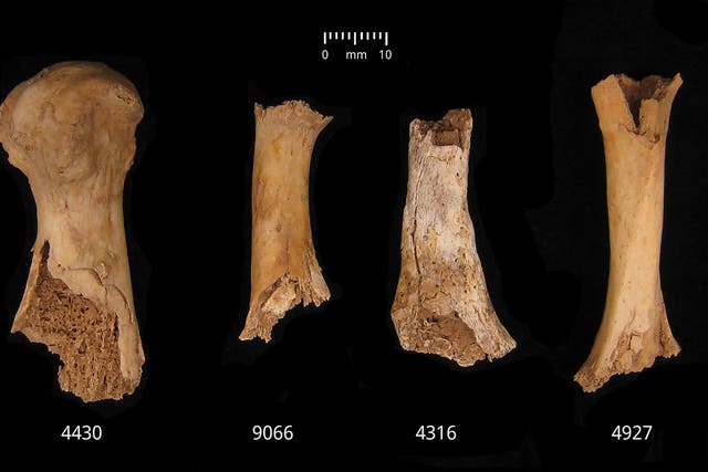 <p>Bronze Age massacre victims likely cannibalised</p>