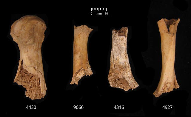 <p>Bronze Age massacre victims likely cannibalised</p>