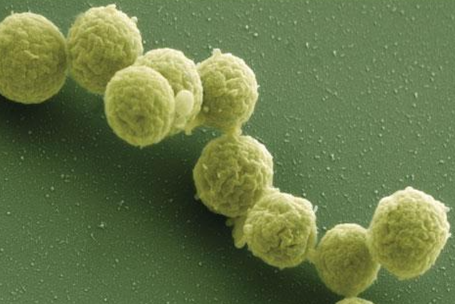 <p>Synthetic Mycoplasma bacteria</p>