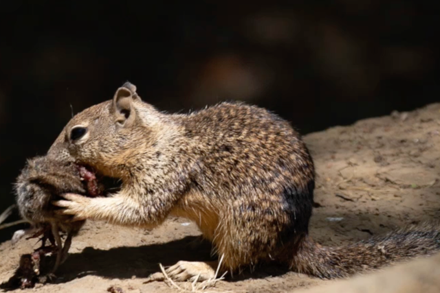 <p>California ground squirrel consuming freshly hunted adult California vole</p>