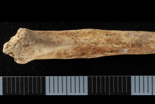 <p>Dog penis bone found in Surrey with red ochre on bottom surface</p>