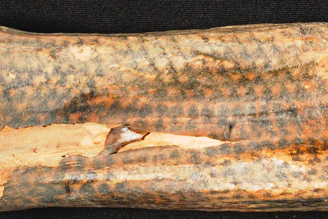 <p>Tattoo scales on forearm of mummified human remains</p>
