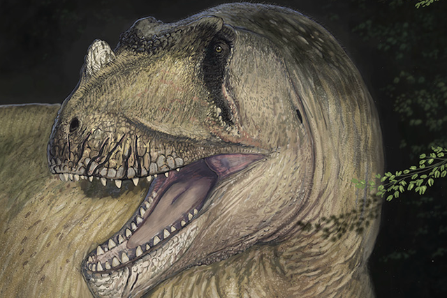 <p>Reconstruction of Tameryraptor markgrafi </p>