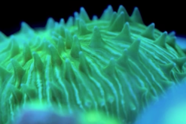 <p>Scientists find evidence of mobility in mushroom coral C cyclolites</p>